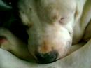 sleppy beauty sleppy beauty
