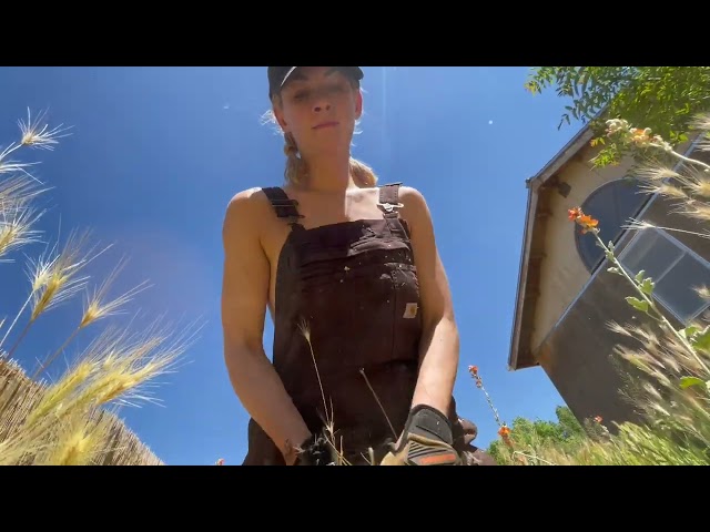 Cultivating Wildflowers, part 2