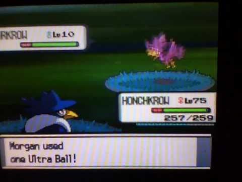 Murkrow