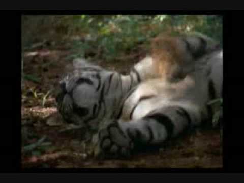 lion beats tiger