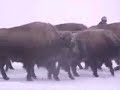 Bison Abuse 2/28/08