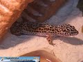 leopard-gecko-video-tired-and-sleepy.html