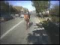 Cincinnati Alleycat