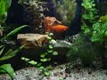 75-gallon planted tank feeding blood worms
