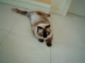 My Cute Cat