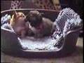 chihuahua puppies 