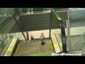 Bird walk wrong turn on Escalator