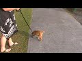 Puppy Licks Himself and Kisses Mommy