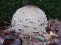 videos de Mazza di tamburo - Macrolepiota Procera