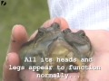 Three Headed Frog Video Dailymotion#rel page 5 田上よしえ