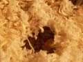 Dwarf hamster baby uses cheeck pouch Dwarf hamster baby uses cheeck pouch