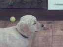 toffee..a te