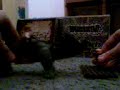 lego star wars gay actoin ;)