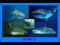 shark part 2.wmv