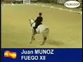 Dressage-J M Mu�oz & Fuego XII WC Mechelen 07 Kur