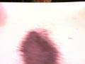 videos de Info: Purple Yam Powder by June Roca