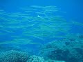 2009-11-17 Anita's Reef_Similan's Island_Thailande_Baby Barracuda.AVI