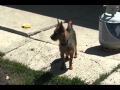 2010-05-11 | Petrealtors Thor.avi ~> Thor is a 1 1/2 year old Australian Terrier. He is very intelligent, loving,energetic. Thor loves to play and most of all loves his long walks. ... ()