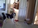 Protective Sadie The Border Collie