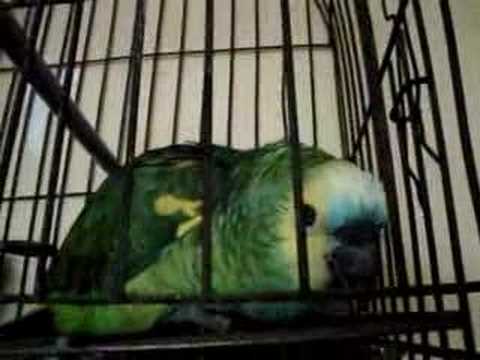 Impresionante loro que llora, habla y canta