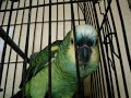 imresionante loro que llora habla y canta