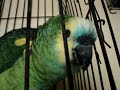 imresionante loro que llora habla y canta