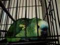 imresionante loro que llora habla y canta
