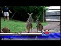 kangaroos-go-crazy-on-tv.html