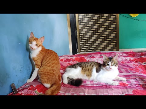 Cute and Funny Cat Videos to Keep You Smiling