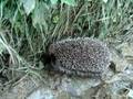 Dog Watching Hedgehog in the Garden