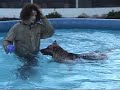 Cool Weather Swimming - K-9 Exercise Pool