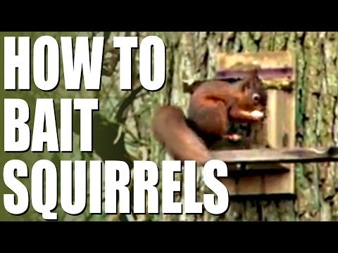 how to get more squirrels in your yard