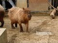 In memory of Capyo (12 years old capybara)