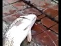 Nyawa-nyawa ikan..