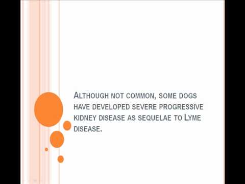 how to eliminate lyme disease