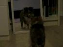 Belle Plays With Her Reflection Part 3