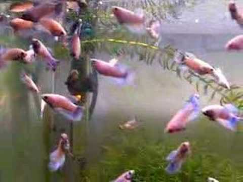 Watch "Beautiful Blue Butterfly Fighting Fish"