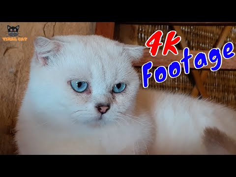 Những Cảnh Quay Đẹp Chất Lượng 4K Về Hoàng Thượng Mèo Tập 14