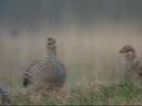 Sharptail Grouse at Namekagon Barrons