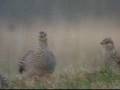Sharptail Grouse at Namekagon Barrons
