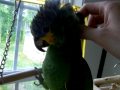 One of the Sweetest Amazons Getting a Headrub