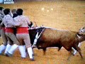 Pegada dos bois