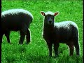 Skeptics AFFCO A.F.F.C.O. meat slaughter NZ music rock industrial David_D'Ath Flying_Nun_Records Stuart_Page Banned