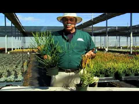 how to care euphorbia plant