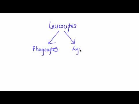 how to get more antibodies