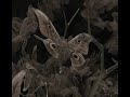 Bajo el árbol de las mariposas..