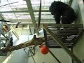 暴れるチンパンジーと、オヤジになるチンパンジー
