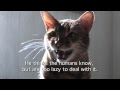 Cats Against Climate Change