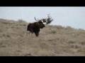 Montana Shiras Moose Bull