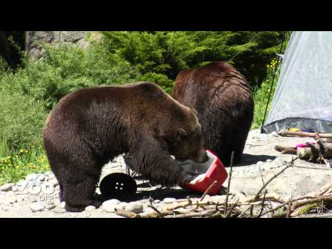 Grizzly Bear